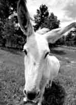 STAND-ALONE DONKEY