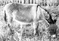STAND-ALONE DONKEY