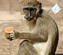 hamburgermonkey