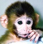 American Surrender Monkeys: "Live On Chavez's Free Gasoline Or Die!"