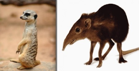 The Meekrat & the Shrew - EXILEDONLINE.COM