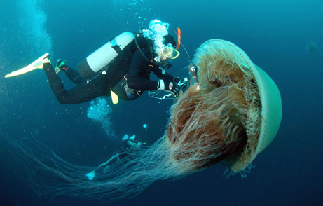 jellyfish2