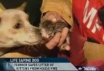 DAILY INQUISITION: Human vs. Dog Bravery