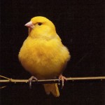 yellow_bird_sm