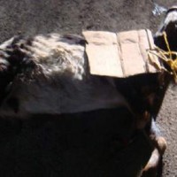 Did Republican Greg Ball Stage His Own Dead Goat "Threat"?