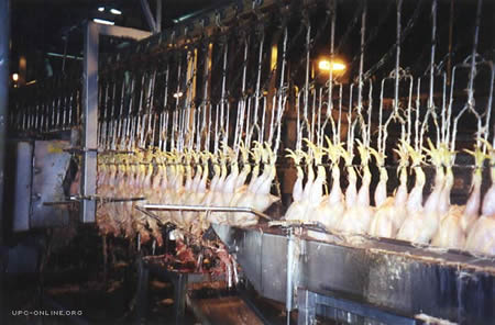 chickens3 chickens3