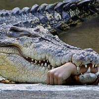 Class War 101: Meet The Reptiles (Who Are Making Meat Out Of You)