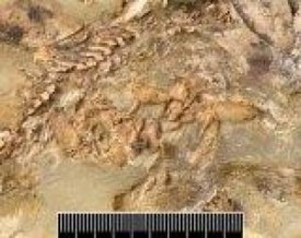 fossil-pregnant-fish1 fossil-pregnant-fish1