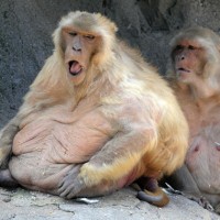 baboons1 baboons1
