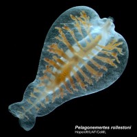 creature-polar-water1