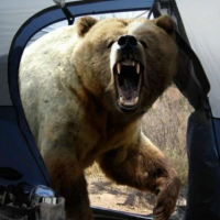 bear bear