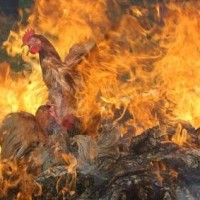 Bird Flu Fever