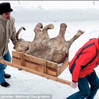 mammoth-baby1