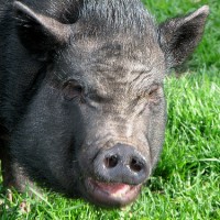 Is Larry Summers Taking Kickbacks From The Banks He's Bailing Out?