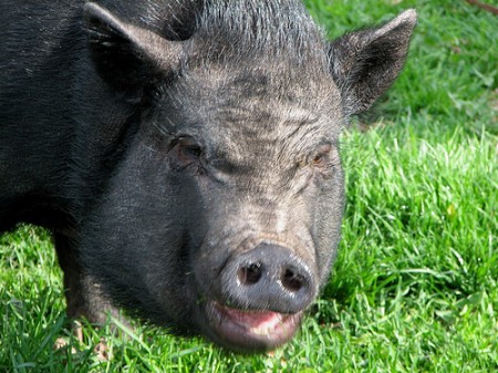 ugly-pig ugly-pig