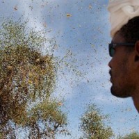 locusts-ethiopia1 locusts-ethiopia1