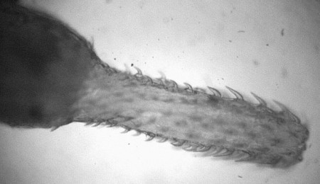 070208_worm_parasite_021 070208_worm_parasite_021