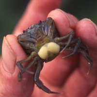 Parasites: We Have Bankers, Crabs Have Translucent Sea Lice