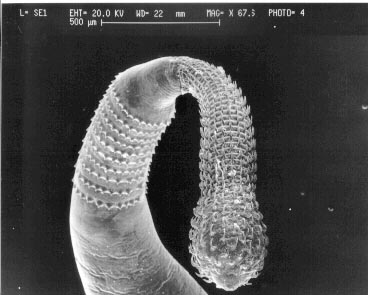 polyacanthorhynchus polyacanthorhynchus