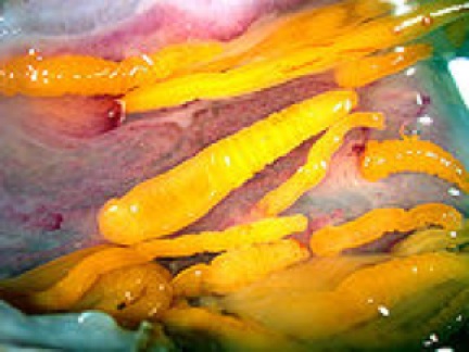 spiny-headed-worms-devouring-fish spiny-headed-worms-devouring-fish