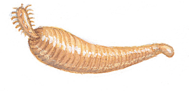 worm-info0 worm-info0