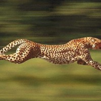 Usain Bolt vs. A Cheetah