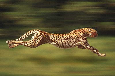 cheetah_071 cheetah_071
