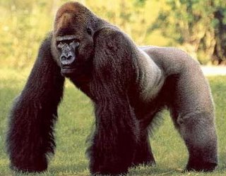 silverback_gorilla silverback_gorilla