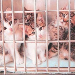 kitten_rescue_1 kitten_rescue_1