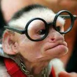 MONKEYSHINES IN MONKEY COUNTY: Why Europeans Despise American Lawyers 