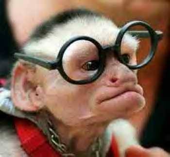 monkeybrain1 monkeybrain1