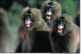 baboons baboons