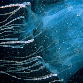 Exile Classic: Schopenhauer Award #2: Flecker's Box Jellyfish