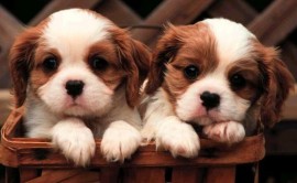 cute-puppies cute-puppies