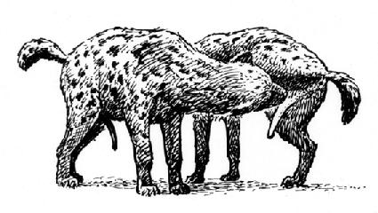 hyena clitoris1 hyena clitoris1