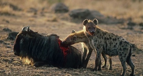 hyena eating wildebeest back1 hyena eating wildebeest back1