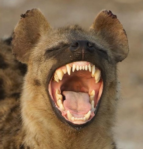 hyena laughing1 hyena laughing1