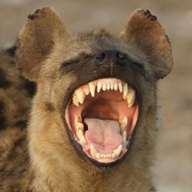 Top Billionaire Hedge Funder Sees Himself As a Hyena Devouring Wildebeests