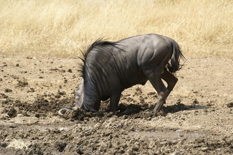 wildebeest head in mud wildebeest head in mud
