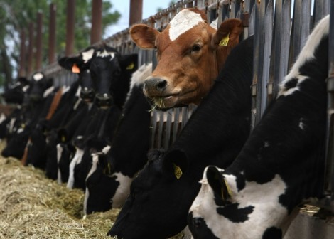Koch Ranching Welfare