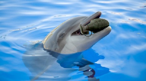 CIA Dolphin Water Wars CIA Dolphin Water Wars