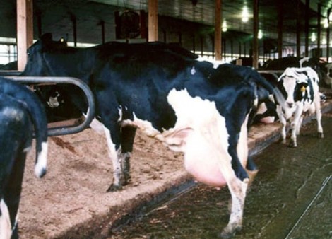 shit-cows-milk