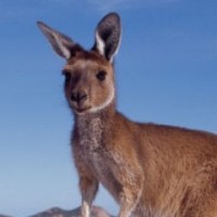 Pretentious Junkies Down Under: An Introduction to Contemporary Australian Drug Lit