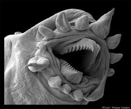 HYDROTHERMAL-WORM-ELECTRON-MICROSCOPE