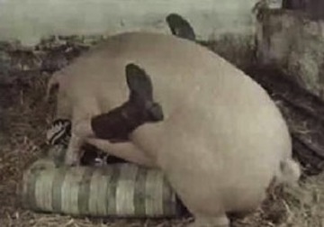 pig-fucking