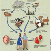Toxoplasma: The Obscure Cat-Shit Parasite That Explains Europe