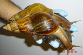 giant snails