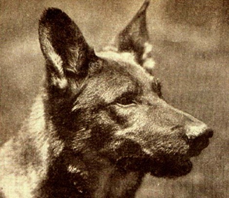 Rin_Tin_Tin_Film