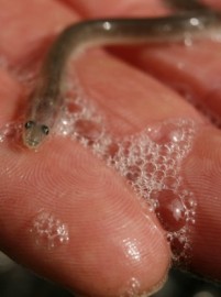 penis-eel