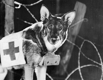 rin-tin-tin-dog-movies-photography2